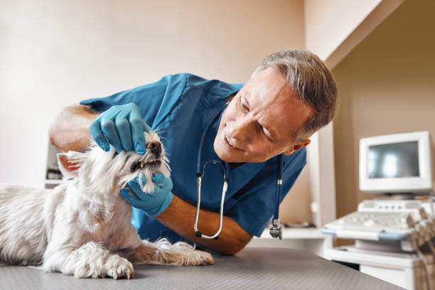 Best Emergency Dental Care for Broken or Chipped Teeth in Lafayette, TN